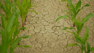 Kuraklık tarlası mısır yaprakları Zea Mays, toprağı kurutmak, toprağı kurutmak iklim değişikliği, çevre felaketi toprak tarım sorununu çözüyor, tarımsal sebze yaprağı kuruyor.