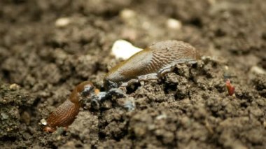 İspanyol sümüklü böcek Arion vulgaris salyangoz parazitleri asıl saldırganı dışarı atar ve onu yer. Limax maximus kara omurgası aşırı nüfusa ya da aşırı büyümeye karşı hareket eder.