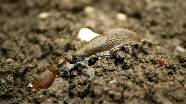 Le parasite de la limace espagnole Arion vulgaris parasite l'agresseur original et le mange Limax maximus la limace noire de retour sur le déplacement dans le jardin sur la surpopulation ou la croissance excessive — Video