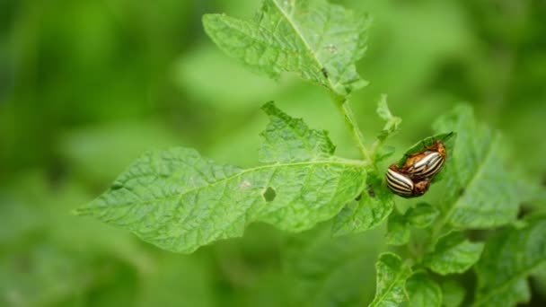 Brambory brouky Colorado parazit, páření samci a samice mat sedět, Leptinotarsa decemlineata na bramborách Solanum tuberosum zemědělství farma hospodářství ekologické bio rostlin — Stock video