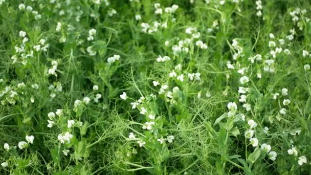 Dettaglio piselli fiore bianco bio agricoltura biologica copertura coltura Pisum sativum, concimazione verde pacciame terreno nutrizione per altre colture pisello viticci verdi concime azoto, agricoltura — Video Stock