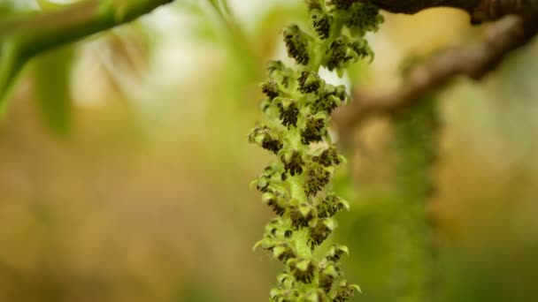 Орех Juglans regia catkins цветы дерево крупным планом макро деталь цветение мужской весенне-зеленые листья растений листья в саду фермерского хозяйства. Он несет сухие ореховые орехи. Цветущий орех, сельское хозяйство — стоковое видео