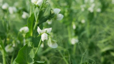Bezelye çiçeği çiçeği beyazı biyoorganik tarım mahsul mahsulünü kaplar. Pisum sativum, yeşil gübreleme gübresi diğer ürünler için gübre yeşili filizler gübre azotu, tarım...