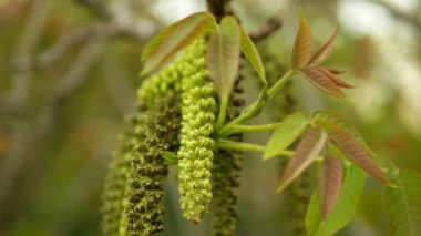 Ceviz Juglans regia catkins çiçek ağacı yakın çekim makro detay çiçek erkek bahar yeşil bitki yaprakları bahçe çiftliğinde tarım. Kuru ceviz taşır. Ceviz çiçeği, tarım.