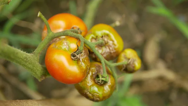 Moho de tomate podrido hongos granja agricultura bio orgánica podredumbre hortalizas cultivo de plantas musgo plaga detalle primer plano moho moho, sequía tierra seca, cosecha tomates óxido fruta rojo verde, agricultura — Foto de Stock