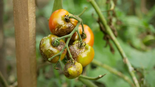 Champignons de la tomate pourris ferme agriculture biologique pourriture biologique légume culture de plantes moisissure détail gros plan moisissure, sécheresse sol sec, récolte tomates rouille fruit rouge vert, agriculture — Photo