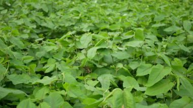 Knotweed Japon, tehlikeli bitki yaprağının geniş çaplı istilacı türü, Asya Reynoutria Fallopia japonica davetsiz misafir, acemi çiçek davetsiz misafiri, bitki öldürücüleri ortadan kaldırır.