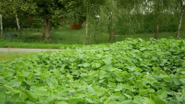 Knotweed Ιαπωνικά, επεμβατικά επεκτατικά είδη των επικίνδυνων φύλλων φυτών, αφήνει την Ασία Reynoutria Fallopia japonica εισβολέας neophyte καταστροφή λουλούδια gatecrasher, εξαλείφει ζιζανιοκτόνα — Αρχείο Βίντεο