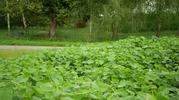 Knotweed Japanese, invasive expansive species of dangerous plants leaf, leaves Asia Reynoutria Fallopia japonica intruder neophyte calamity flowers gatecrasher, eliminates herbicides — Stock Video