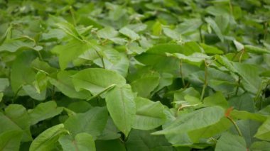 Knotweed işgalci Reynoutria Fallopia japonica Sakhalin Japonca, geniş yapraklı türler, yapraklar, meyveler, Asya Japonya sakhalinensis davetsiz misafir, acemi felâket çiçekleri davetsiz misafir