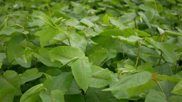 Knotweed инвазивное растение Reynoutria Fallopia japonica Сахалин Японский, экспансивные виды опасных листьев, листья фруктов, Азия Япония sachalinensis вторжение неофитов бедствия цветы gatecrasher — стоковое видео