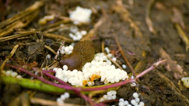 Spaanse slak eieren nest broederij luik pest Arion vulgaris eieren leggen wit leggen slak parasiteert bewegende tuin, het eten van rijpe gewassen. Invasieve slak inheems Spanje, parasiteert op bladgroenten — Stockvideo