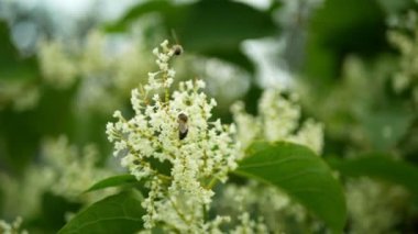Knotweed istilacı bitki Reynoutria çiçeği ya da çiçek arıları Fallopia japonica Japon, geniş çaplı davetsiz misafir yeniyetme achenes felaket çiçekleri bal arısı mellifera uçan böcekler testeresi topluyor