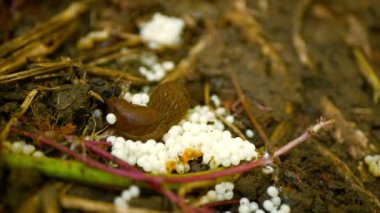 Sümüklü ispanyol yumurtaları kuluçka yuvası haşarı Arion vulgaris yumurtlayan beyaz salyangoz parazitleri hareket halindeki bahçeleri besliyor, olgun bitkileri yiyor. İstilacı sümüklü böcek yerli İspanya, yaprak sebzeleri üzerindeki parazitler