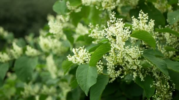 Knotweed bloom invasive plant Reynoutria flower or blossom bees Fallopia japonica Japanese, expansive intruder neophyte achenes calamity flowers honey bee Apis mellifera flying insects collect saw — Stock Video