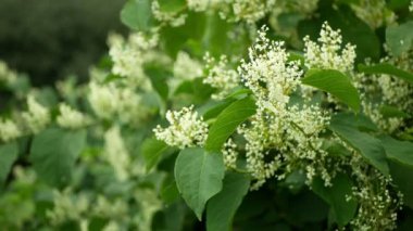 Knotweed bitkisi Reynoutria çiçek açar ya da çiçek açar arılar Fallopia japonica Japon, geniş çaplı davetsiz misafir yeniyetme achenes felaket çiçekleri bal arısı mellifera uçan böcekler testere toplar