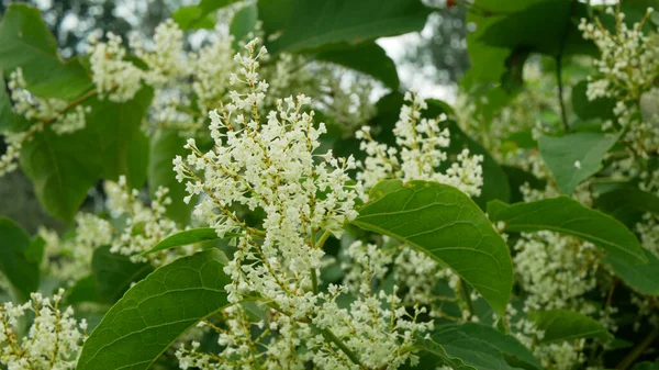 Knotweed virágzó invazív növény Reynoutria virág vagy virágos méhek Fallopia japonica japán, kiterjedt behatoló újszülött achenes szerencsétlenség virágok méz méh Apis mellifera repülő rovarok gyűjteni fűrész — Stock Fotó