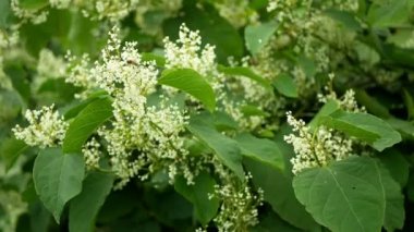 Knotweed istilacı bitki Reynoutria çiçeği ya da çiçek arıları Fallopia japonica Japon, geniş çaplı davetsiz misafir yeniyetme achenes felaket çiçekleri bal arısı mellifera uçan böcekler testeresi topluyor