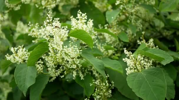 Knotweed istilacı bitki Reynoutria çiçeği ya da çiçek arıları Fallopia japonica Japon, geniş çaplı davetsiz misafir yeniyetme achenes felaket çiçekleri bal arısı mellifera uçan böcekler testeresi topluyor — Stok video