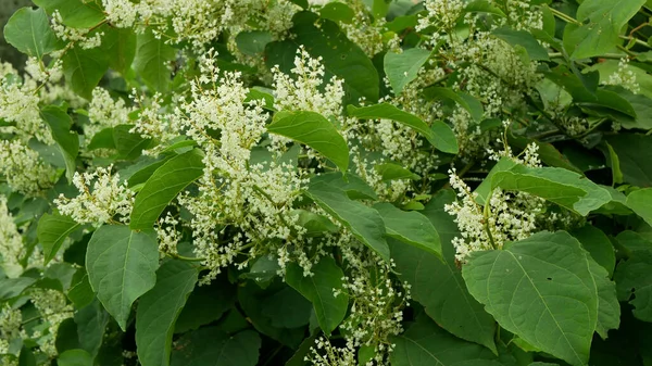 Knotweed flor planta invasora Reynoutria flor o flor abejas Fallopia japonica japonés, expansivo intruso neófito achenes calamidad flores abeja insectos recoger sierra, República Checa Europa — Foto de Stock