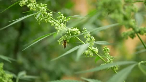 Bee pollinering cannabis hampa detalj närbild fält, pollinater samla nektar honung gård biodynamisk odling, jordbruk blomma blommande blomma växt, frön stora knopp med pistils blad läkemedel — Stockvideo