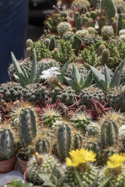 Various types of small succulents and cactus