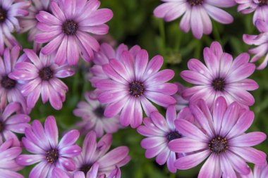 Mor osteospermum papatya market Bahçe
