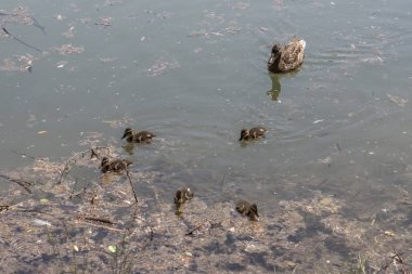 Güneşli bir ördek ailesi