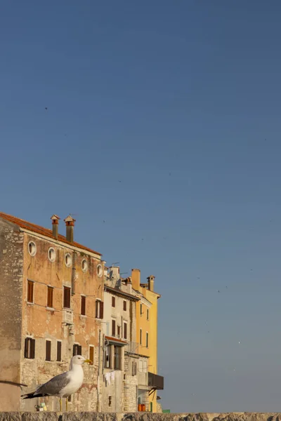 Gaviota Ciudad Rovinj Croacia Día Soleado — Foto de Stock