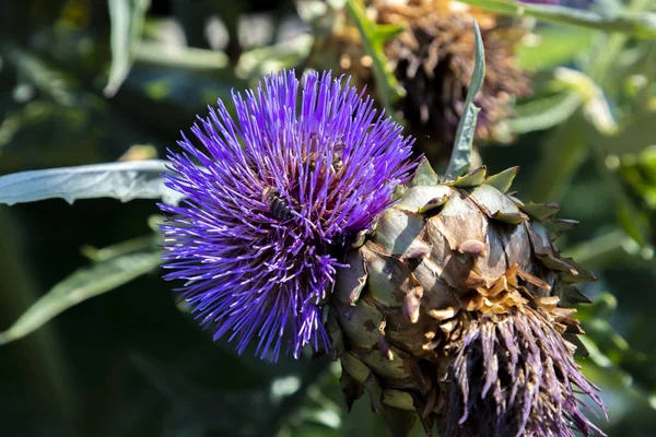 Purple Thistle Květina Botanické Zahradě Slunečného Dne — Stock fotografie