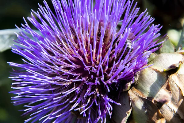 Purple Thistle Květina Botanické Zahradě Slunečného Dne — Stock fotografie