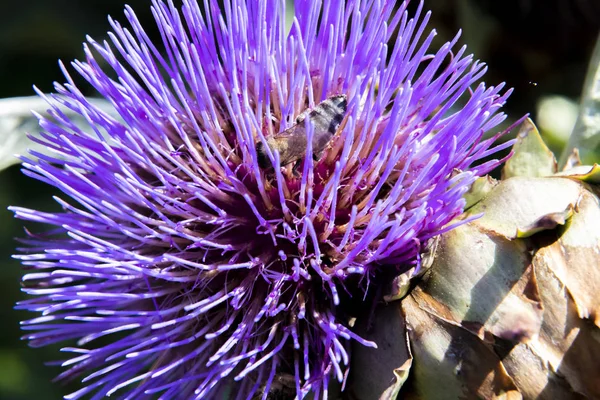 Purple Thistle Květina Botanické Zahradě Slunečného Dne — Stock fotografie