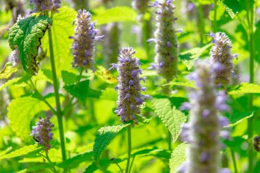 Güneşli bir günde bir Botanik Bahçesi içinde Anason çördük çiçek