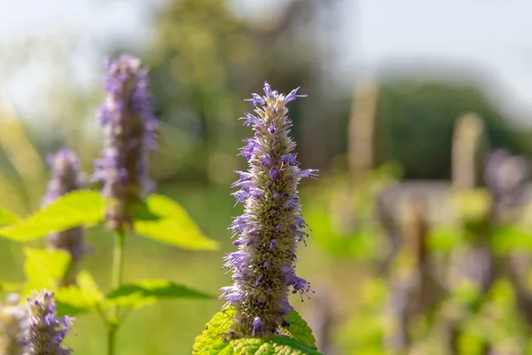 Anijs Hysop Bloem Een Botanische Tuin Een Zonnige Dag — Stockfoto