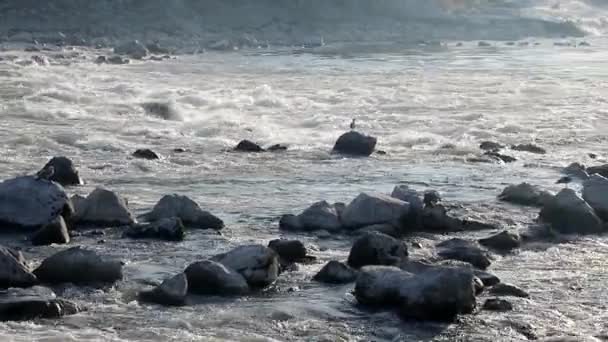 Rivier Stroomversnellingen Ochtend Zagreb — Stockvideo