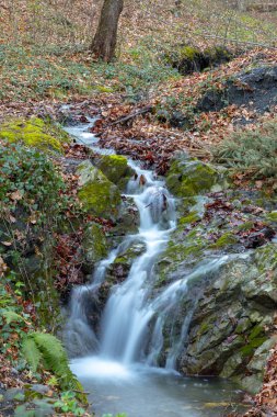 Bulutlu bir sabahı ormandaki küçük dere
