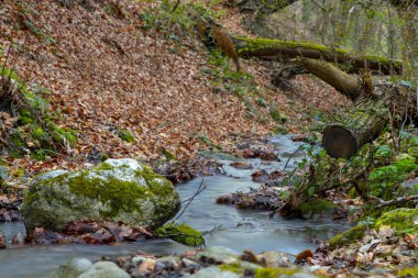 Bulutlu bir sabahı ormandaki küçük dere