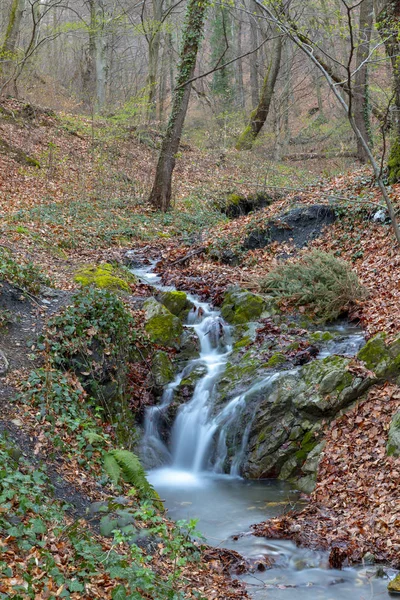 Small stream in forest on a cloudy morning