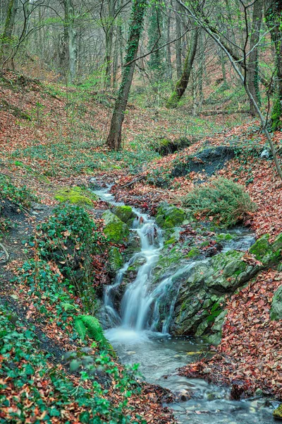 Small stream in forest on a cloudy morning