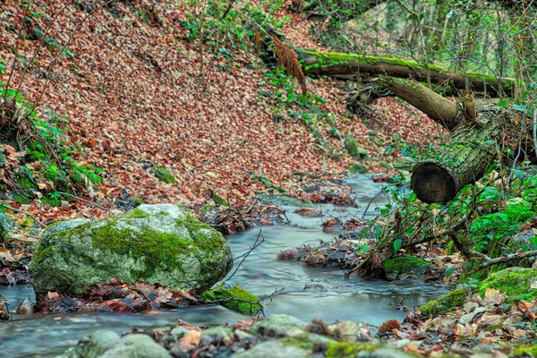 Small stream in forest on a cloudy morning