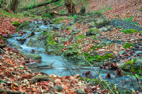 Bulutlu bir sabahı ormandaki küçük dere