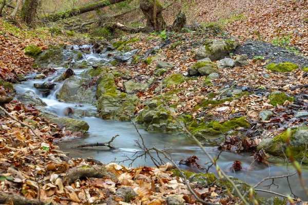 Small stream in forest on a cloudy morning