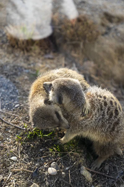 Meerkats i en djurpark — Stockfoto