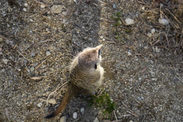 Meerkatit eläintarhassa — kuvapankkivalokuva