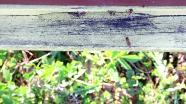      Arılar arı kovanı gelen ve dışarı sinek 