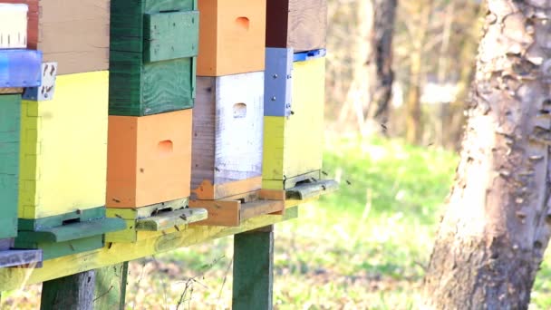 Pszczoły Lecą Wylatają Ula Zwolnionym Tempie — Wideo stockowe