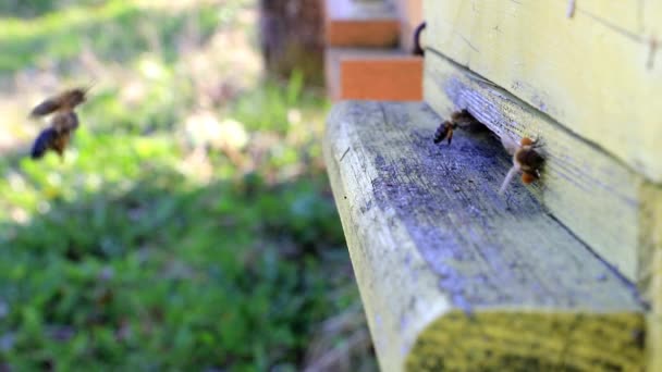 Arılar Arı Kovanı Gelen Dışarı Sinek — Stok video