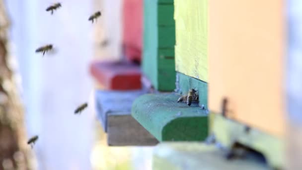 蜜蜂从蜂巢里飞来飞去 — 图库视频影像