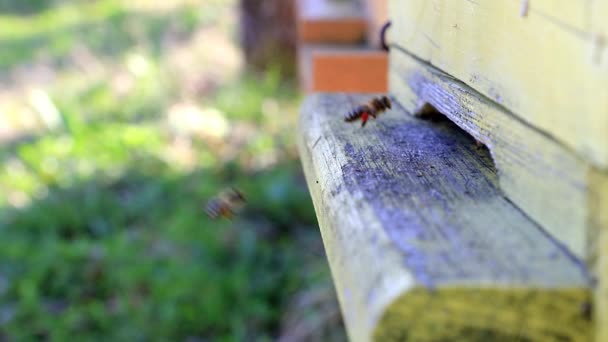 Méhek Repülnek Méhkas Lassítva — Stock videók