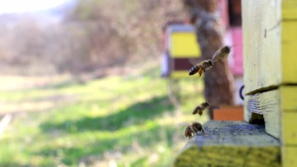 Las Abejas Entran Salen Colmena Cámara Lenta — Vídeos de Stock